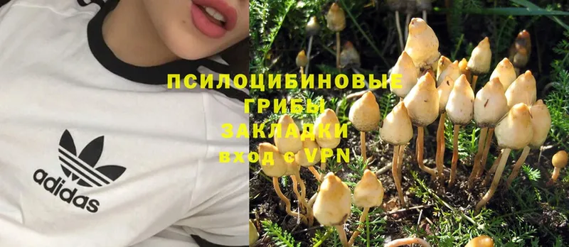 Галлюциногенные грибы MAGIC MUSHROOMS  где продают   Торжок 